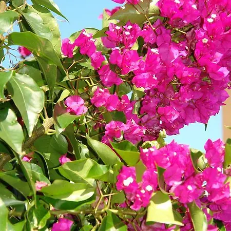 Gæstehus Nefeli Agios Georgios (Corfu)